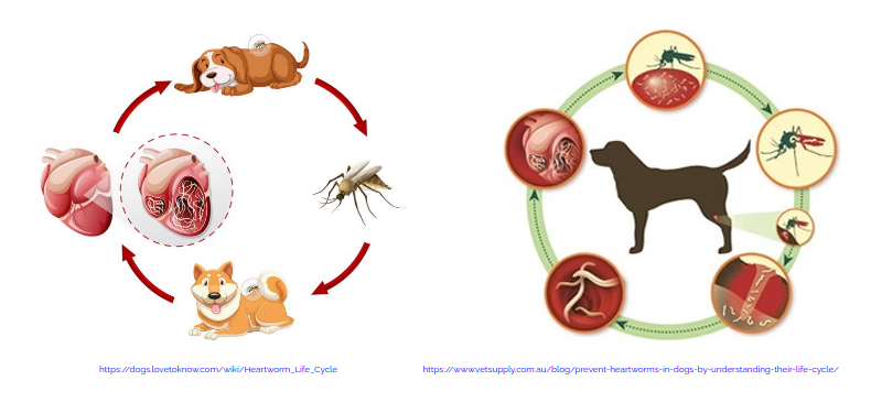 Paraziti: 6 semne aparent banale ce indica o boala parazitara