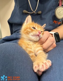 Pui de pisică în brațele unui medic veterinar Pet Stuff